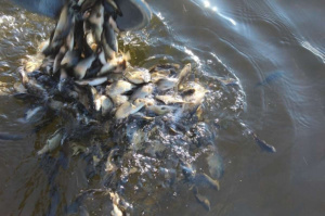 Весенненее зарыбнение карпом!